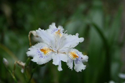 IMG_3976.jpg